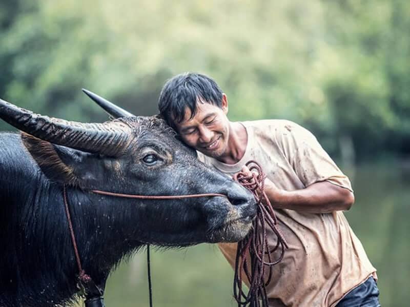 Sinh năm 1997 mệnh gì? Khám phá đặc điểm, cơ hội và thách thức của người  Đinh Sửu